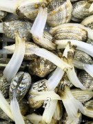 雜色蛤吸水管的特點(diǎn)