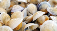 文哈，花蛤的區(qū)別為什么二者說(shuō)混了